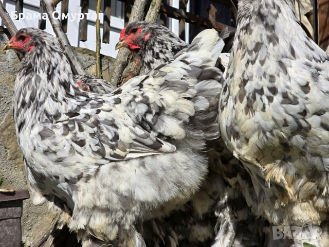 Продавам разплодни яйца от Сплаш Брама [Splash Brahma], снимка 14 - Кокошки и пуйки - 53810967