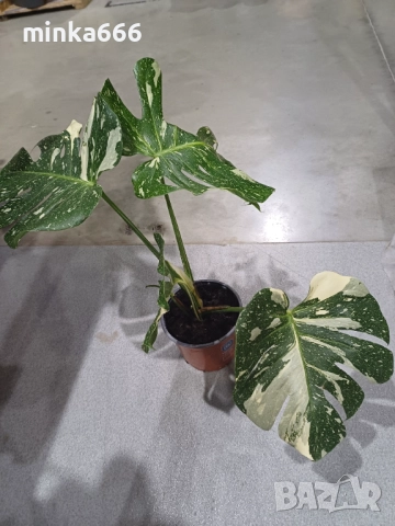 Thoi монстера, снимка 4 - Стайни растения - 52863757