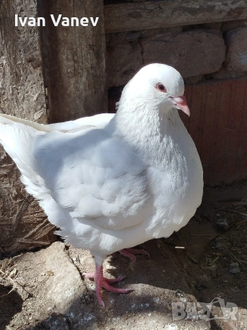 кинг, снимка 6 - Гълъби - 53845681