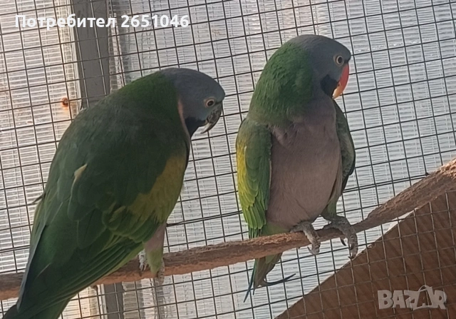 Китайски Александри, снимка 3 - Папагали - 53710489