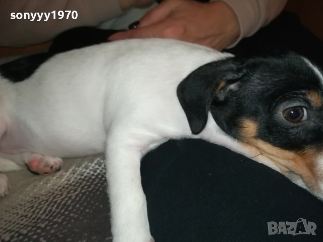 ДЖАК РЪСЕЛ-БЛАГА МУЦУНКА ЖЕНСКО НА 3 МЕСЕЦА 2510252107, снимка 5 - Джак ръсел териер - 52180647