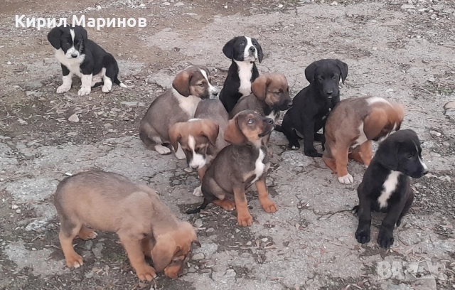 Подаряват се 10 броя кучета