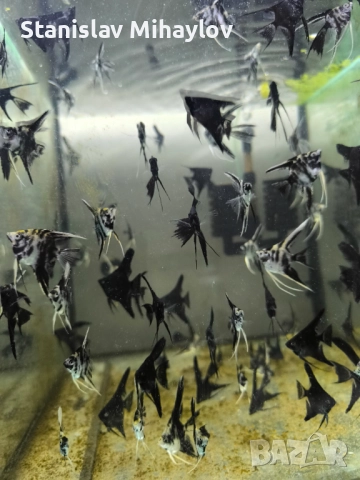 Скалария различни видове