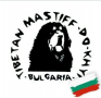 Тибетски мастиф в България , снимка 15