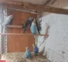 Продавам вълнисти папагали, снимка 1