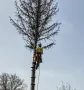 Рязане,оформяне,укрепване на опасни дървета , снимка 8