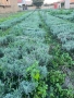 Резници лавандула , снимка 2