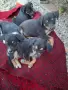 Adopt a puppy.4 кеченца бяха изхвърлени !търсим осиновители, снимка 1