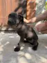 Продавам кученца Кане Корсо , снимка 9