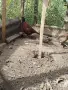 Колхидски фазан , снимка 4