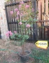 Продавам Индийски Люляк / Lagerstroemia Indica, снимка 2