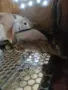 продавам зайци 4,5 месеца, снимка 3