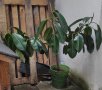 Каучуков фикус (Фикус еластика, Ficus elastica)  за офис, за дома