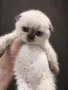 Шотландска клепоуха котка Blue Point. Scottish fold, снимка 2