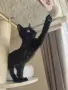 Мъжко черно коте търси любящ дом, снимка 2