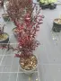 Lagerstroemia Best red(Лагерстремия Най-добро червено), снимка 3