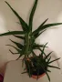 ГОЛЯМО АЛОЕ - Височина 60 см, снимка 6