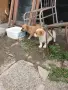 Подарявам малки кученца.. , снимка 2