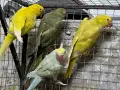 продавам папагали малки александри, снимка 2