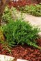Juniperus Prince of Wales, Хвойна Принца на Уелс, снимка 3