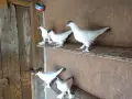 продавам млади гълъби кепета , снимка 8