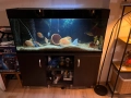 Дизайнерски кантиран аквариум с шкаф, снимка 1