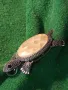 КРАСИВА СРЕБРИСТА МЕДНА ФИГУРАЛНА ВИНТИДЖ БРОШКА - МЕДАЛЬОН КОСТЕНУРКА с ПЛОЧКИ КРАЛСКИ СЕДЕФ 44741, снимка 14