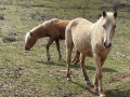 4 годишни коне, снимка 1 - Коне - 41735887