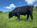 Абърдийн Ангус , снимка 2