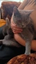 Продавам женска котка, снимка 2