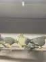 Разнообразие на плодоядни гълъби и турако, снимка 2