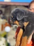 Ротвайлер, снимка 2