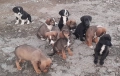 Подаряват се 10 броя кучета, снимка 1