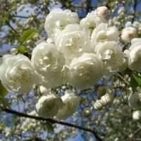 Японска Вишна-(Prunus Alba Plena), снимка 10 - Градински цветя и растения - 40121338