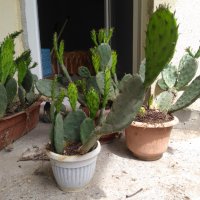 Саксии с незамръзващ кактус  , снимка 7 - Стайни растения - 41240742