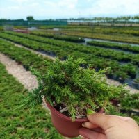 Juniperus Green Carpet, Хвойна Зелен Килим!!!, снимка 5 - Градински цветя и растения - 39478963