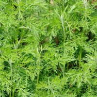 Храстовиден пелин (Artemisia abrotanum) - Лечебен, снимка 2 - Разсади - 40384087