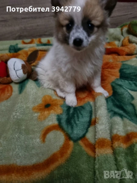 Кученца Немски Шпиц, снимка 1