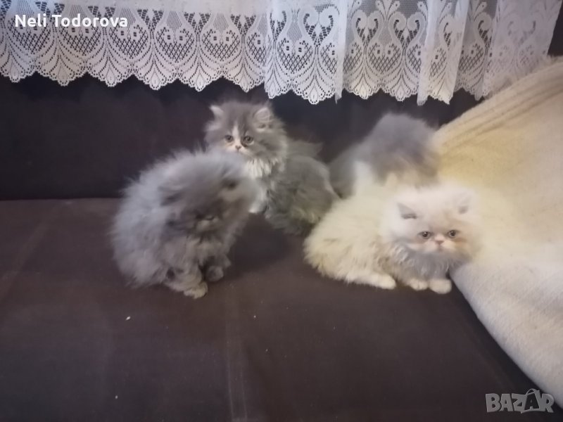 4 персийски котенца, снимка 1