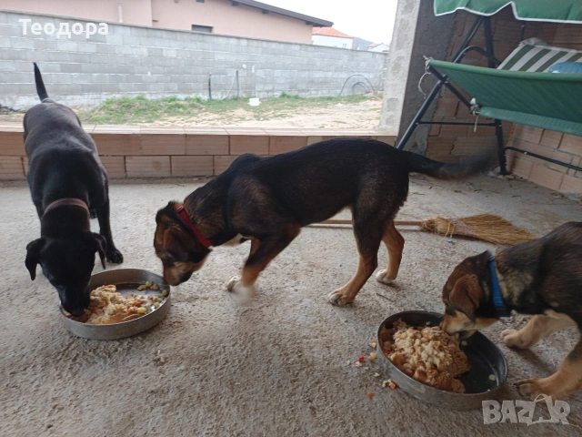 подарява се кученце на 4 месеца, снимка 6 - Други - 53849269