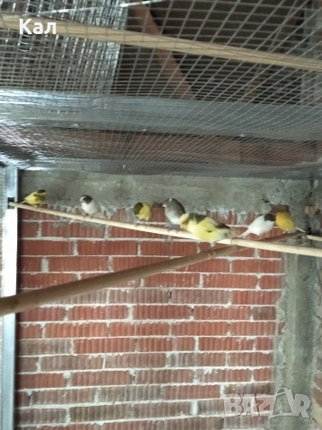 Канарче, снимка 4 - Канари - 53342397