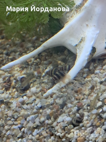 Охлюви Хелена, снимка 3 - Аквариуми - 52731119