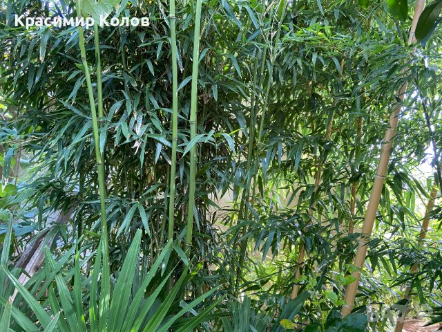 Бамбук различни видове, декоративни, бързорастящи, жив плет, ограда, снимка 4 - Градински цветя и растения - 42256264