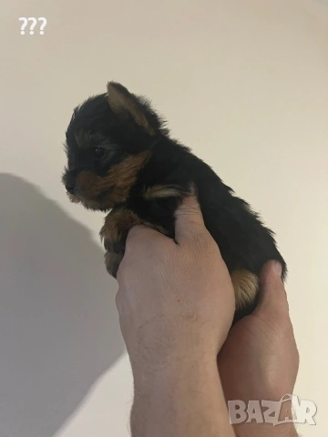 Йоркширски териер на 2 месеца., снимка 3 - Йоркширски териер - 53748030