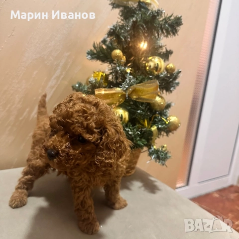 Пудел "Той", момче с две ваксини!, снимка 4 - Пудели - 52832544