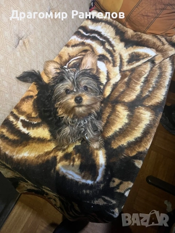 Мини Йорки , снимка 2 - Йоркширски териер - 53853588