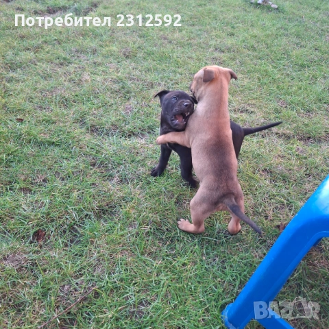 Продават се питбулчета!, снимка 4 - Питбул - 53116907