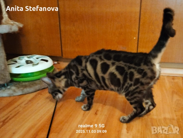 Бенгалска котка, снимка 14 - Бенгалски - 50322283