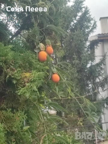 Пасифлора в контейнер, снимка 2 - Градински цветя и растения - 51752208