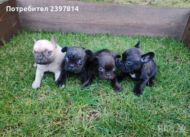 Френски булдог , снимка 10 - Френски булдог - 53832556